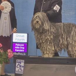 Elsa - Bergamasco Sheepdog