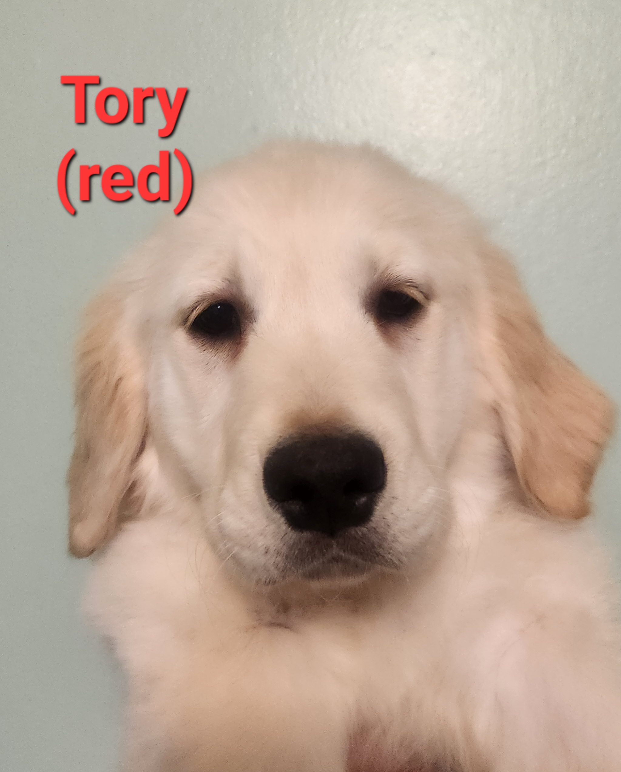 Golden Retriever Puppies from Halo Kennels