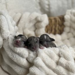 Aussiedoodle Puppies from Silva Ranch Doodles