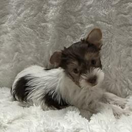 Maleficent AKC - Chocolate, tan and white female Yorkshire Terrier puppy in Labelle, Florida from Chocolate and Parti Yorkies in Florida