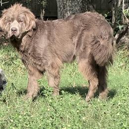 Blue - Newfoundland
