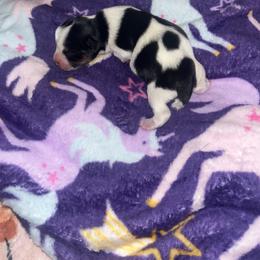 Lisa - Parti female Yorkshire Terrier puppy in Gastonia, North Carolina from Precious pups dynasty kennel