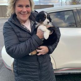 Australian Shepherd Puppies from Lakes Australian Shepherds