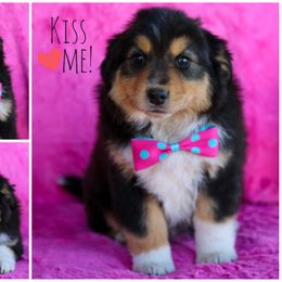 Australian Shepherd, Miniature American Shepherd, Miniature Australian Shepherd, and Toy Australian Shepherd Puppies from Painted Blue Aussies