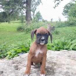 Mazy - Fawn female Boxer puppy in Cannon Falls, Minnesota from Pattys Boxers and Bulldogs