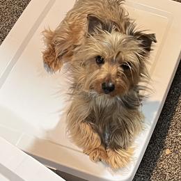 Violet - Yorkshire Terrier