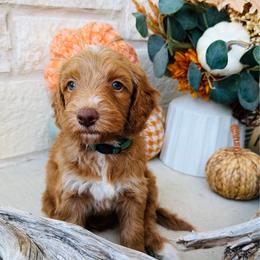 Green - male Golden Mountain Doodle puppy in Leander, Texas from Olive Grove Doodles