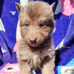 Jellybean - Isabella female German Shepherd puppy in Los Lunas, New Mexico from Mali's German Shepherds LLC
