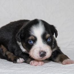 Joni Mitchell - Black tri-color female Australian Shepherd puppy in Bristol, New Hampshire from NewFound Lake Aussies