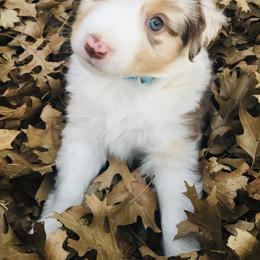 Miniature Australian Shepherd and Toy Australian Shepherd Puppies from Hailey's Miniature Australian Shepherds