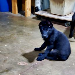 Girl 1-Dk green collar - German Shepherd puppy from AKC Black German Shepherds