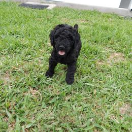 Poodle Puppies from Peter Rataj