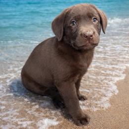 Kaia Rader girl 2 -6376 - Chocolate female Labrador Retriever puppy in Brandywine, Maryland from QVR Labradors and Leonbergers