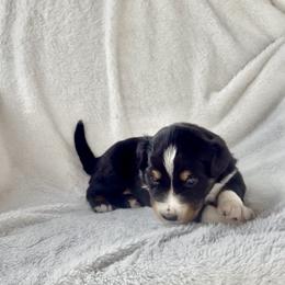Lance - Black tri-color male Australian Shepherd puppy in Cypress, Texas from Cypress Aussies