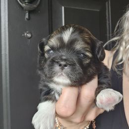 Michael - Black gold and white male Shih Tzu puppy in Fairfield County, Ohio from Wandering Tzu