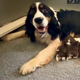 Jada - English Springer Spaniel