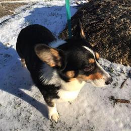 American Corgis and Pembroke Welsh Corgis from Carolina Dreams Farm Corgis/CCA