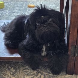 Boba - Black female Shih Tzu puppy in Riverside, California from Raincross Shih Tzu