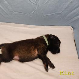 Mint - Mahogany and black female Belgian Tervuren puppy in Merrill, Michigan from Reves Vifs Belgian Shepherds