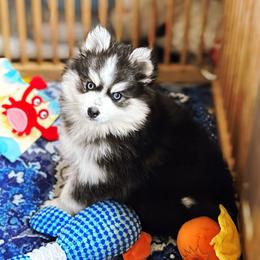 Quill - Black and white female Pomsky puppy in Homer, Alaska from Vulpini Arctic Spitz