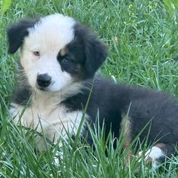 Whinnie - Black tri-color female Australian Shepherd puppy in Lynnville, Indiana from Moonlightaussies
