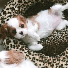 Blenheim Girl 2 - Blenheim Cavalier King Charles Spaniel puppy in Marengo, Illinois from Millaray Cavaliers