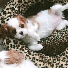 Blenheim Girl 2 - Blenheim Cavalier King Charles Spaniel puppy in Marengo, Illinois from Millaray Cavaliers
