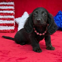 Blakely - Black female Dachshund puppy in Lincoln, Arkansas from Red Dirt Dachshunds