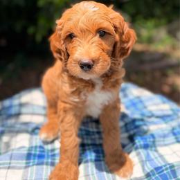 Timmy - Apricot male Goldendoodle puppy in Fruitland Park, Florida from Doodlepark
