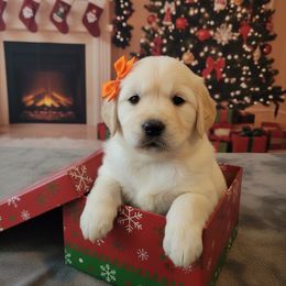 Orange - Cream female Dachshund puppy in Wahiawa, Hawaii from Versatile Ohana