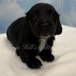 Maverick - Black male Dachshund puppy in Jonesboro, Illinois from Twin Hills Dachshunds