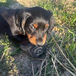 Copper - Black and tan male Dachshund puppy in Utica, Ohio from Poodle Me Crazy