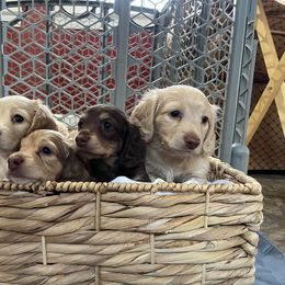 Dachshund Puppies from MK Minidox
