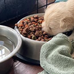 Girl 2 - Wheaten female Scottish Terrier puppy in Fenton, Michigan from Carnes Croft Scotties
