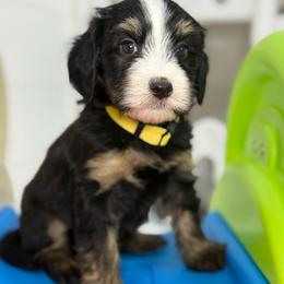 Ember - Tri-color female Bernedoodle puppy in Yuciapa, California from AlltheDoodlez_