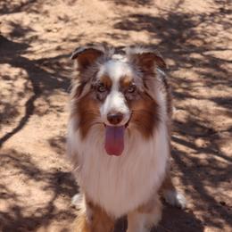 Dido - Red merle male Australian Shepherd puppy in Tucson, Arizona from Soqui Ortiz Cattle Ranch