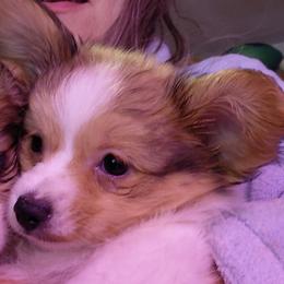 Jingle - White and sable male Papillon puppy in Harrisburg, Illinois from Joy Furey Pixy Puff Papillons