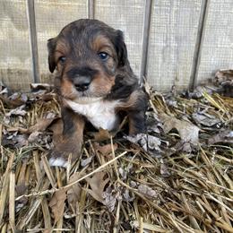 Right collar no white on face - Sable male Aussiedoodle puppy in Hillsboro, Illinois from Shoal Creek Puppies