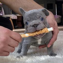 French Bulldog Puppies from Matra French Bulldogs