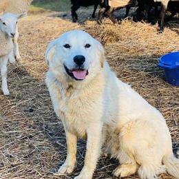 Calypso - Great Pyrenees