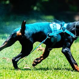 Doberman Pinschers from Valorosa Doberman Kennel