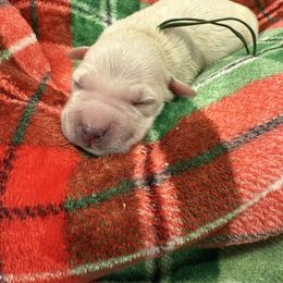 Green male - Light golden male Golden Retriever puppy in Salt Lake City, Utah from Soaring golden retrievers