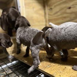German Shorthaired Pointer Puppies from Harris Enterprise & Kennels LLC