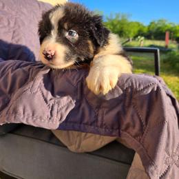 Remington - Black tri-color male Australian Shepherd puppy in Abilene, Texas from S&K Aussies N' Rotties