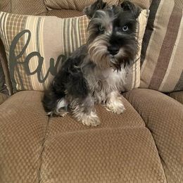 Tootsie - Miniature Schnauzer