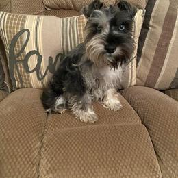 Tootsie - Miniature Schnauzer