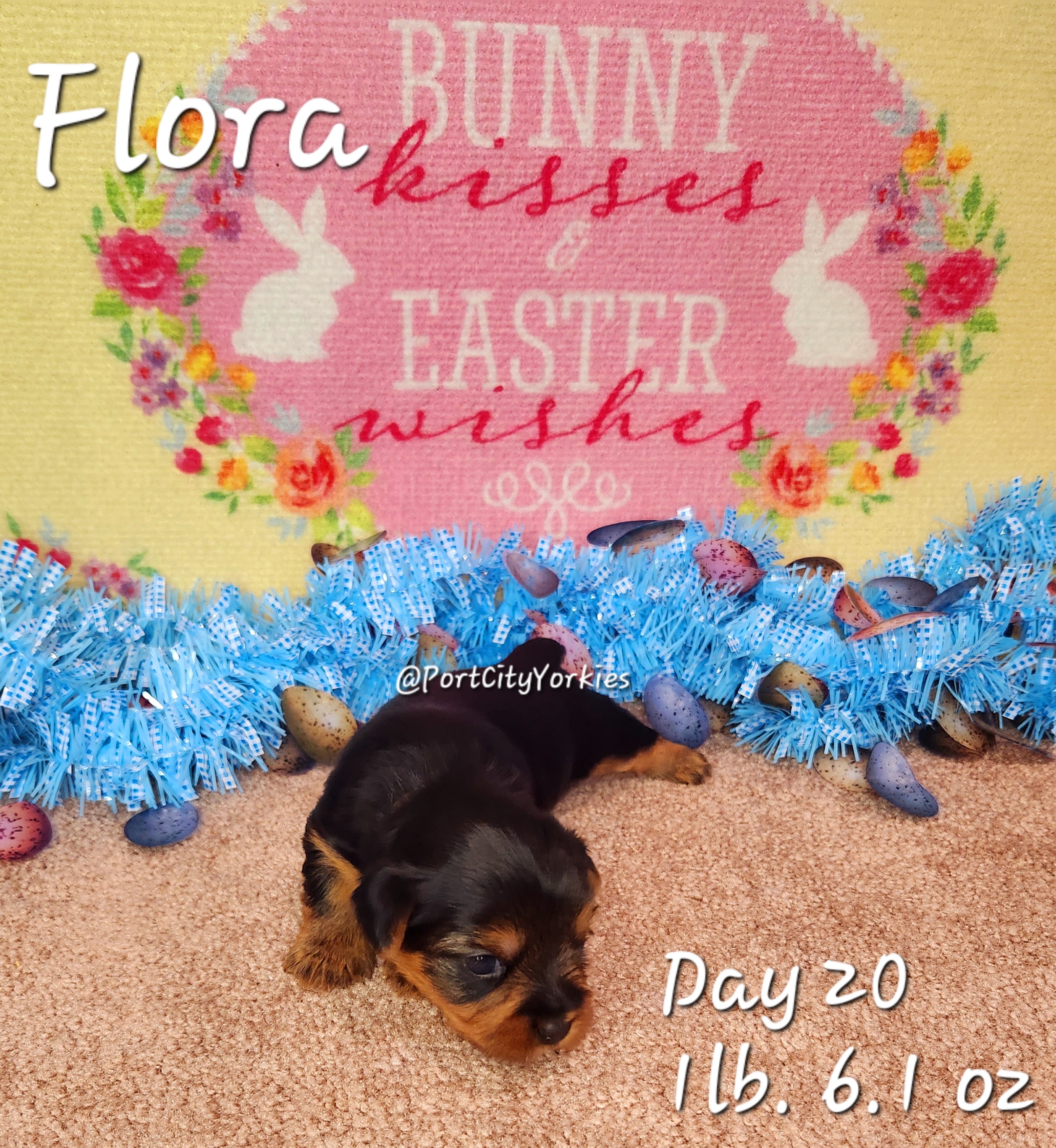 Yorkshire Terrier Puppies from Port City Yorkies LLC