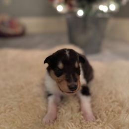 Boy 1 - Black white and tan male Collie puppy in Allendale, Michigan from River-Valley Collies