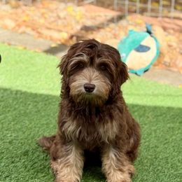 Luna - Chocolate female Australian Labradoodle puppy in Anderson, California from Shaggy Doodles