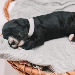 White Girl - Black and white female Cavapoo puppy in Mckinney, Texas from Doodles of North Tx